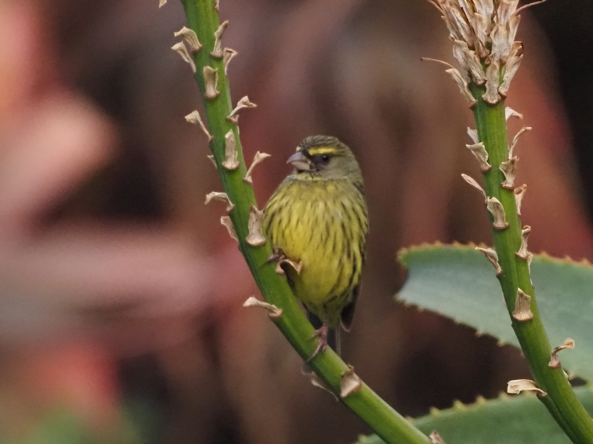 Forest Canary - ML638219518