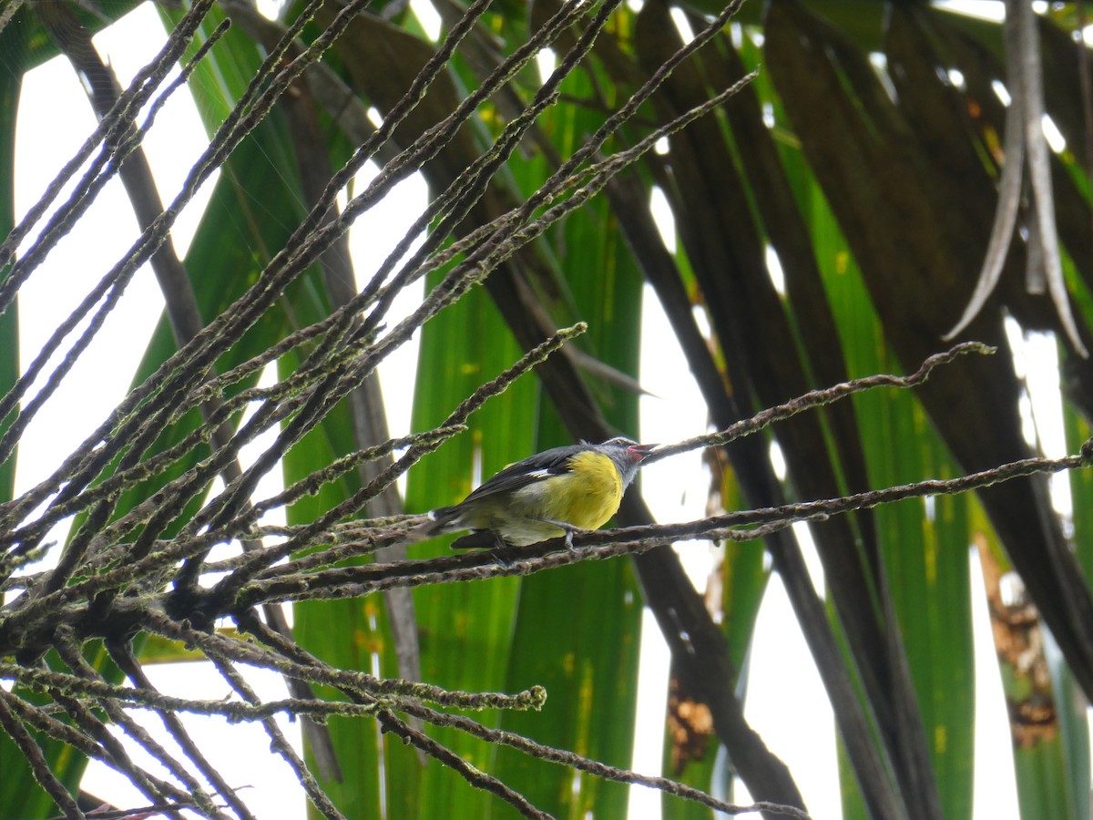 Bananaquit (Puerto Rico) - ML638219532