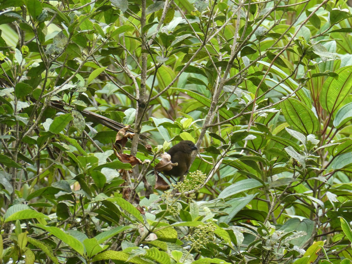 Puerto Rican Bullfinch - ML638219541