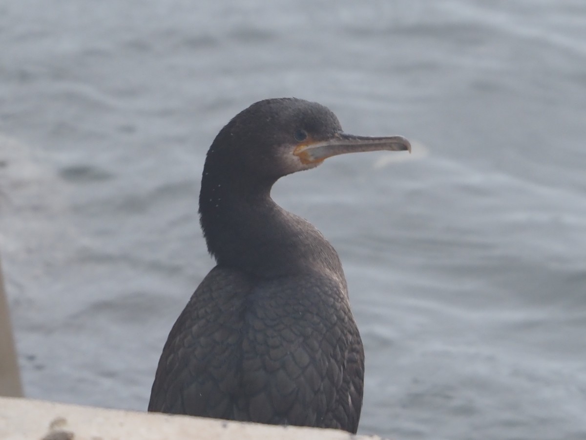 Cape Cormorant - ML638219546