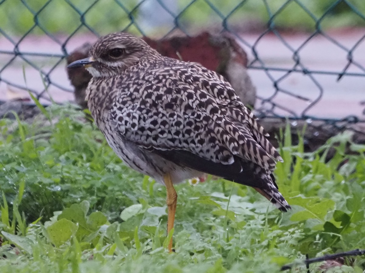 Spotted Thick-knee - ML638219557
