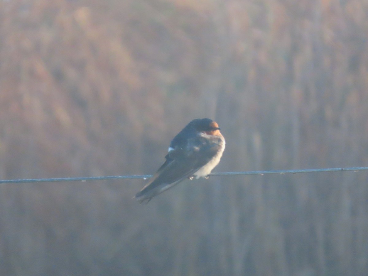 Welcome Swallow - ML638219562