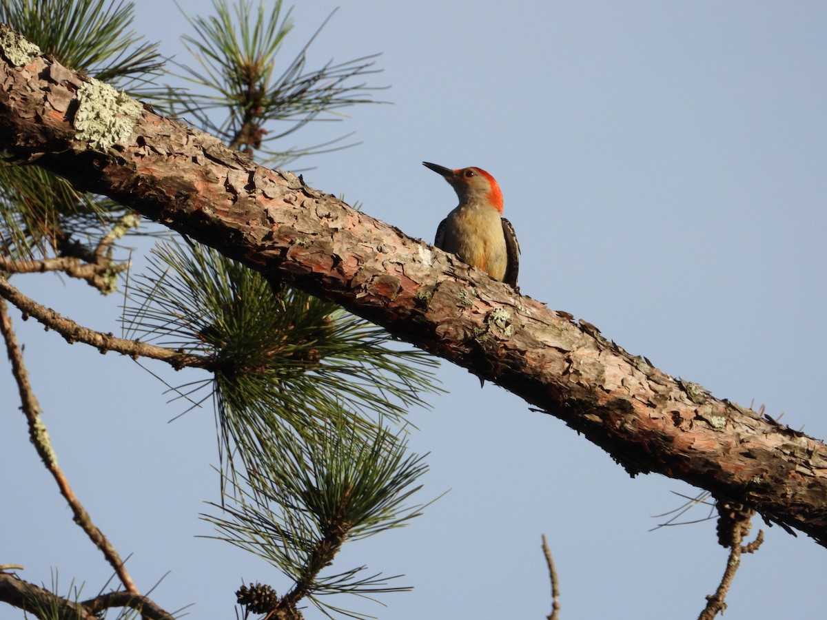 Red-bellied Woodpecker - ML638219578