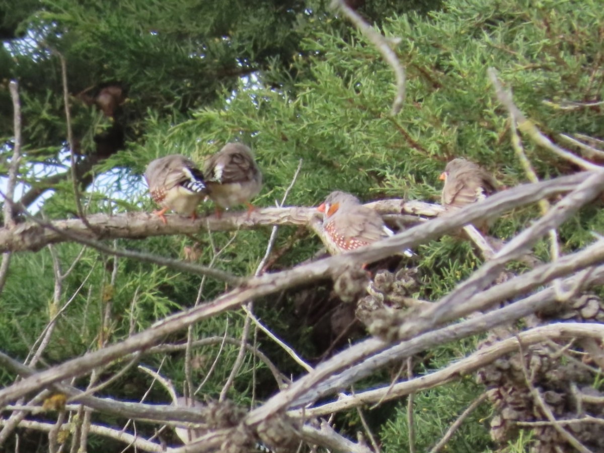 Zebra Finch - ML638219585