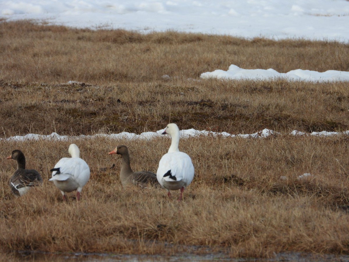 Snow Goose - ML638219613