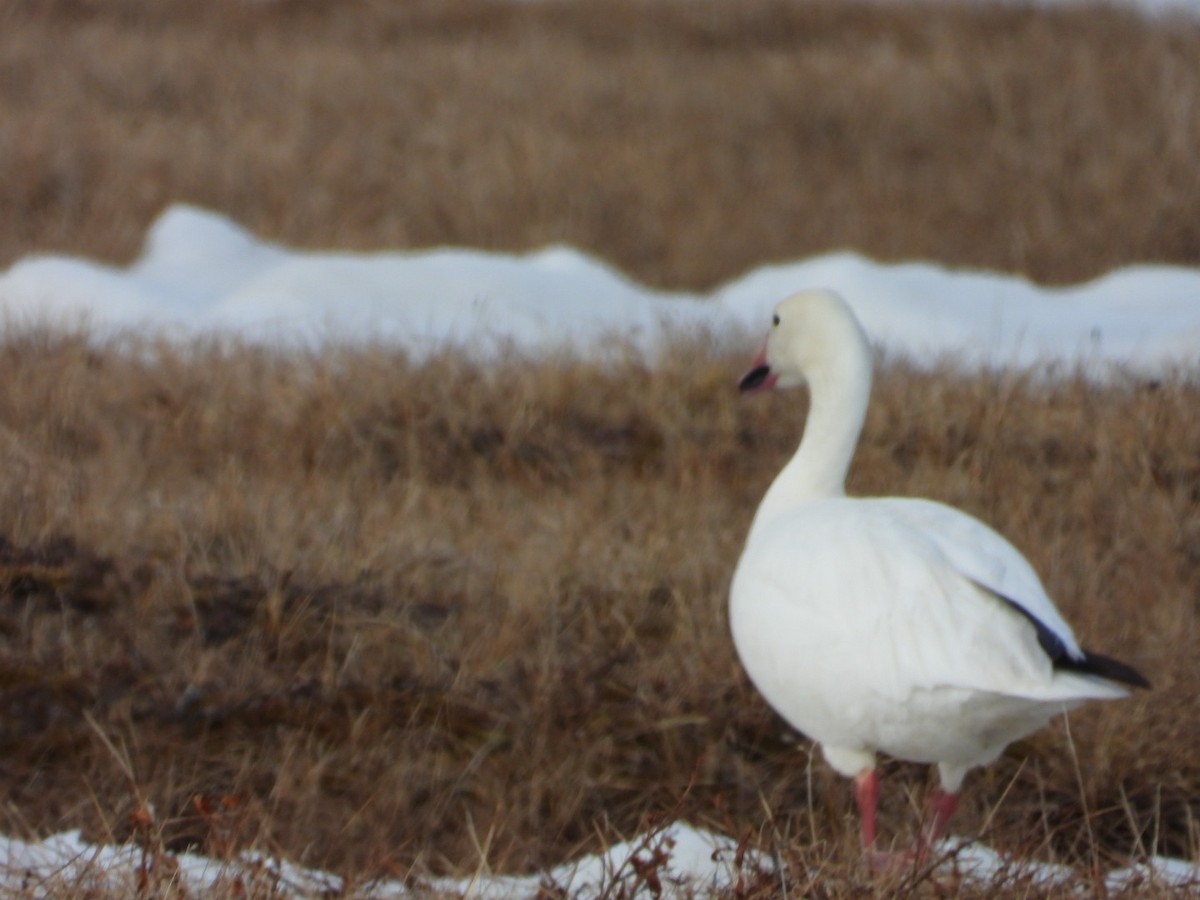 Snow Goose - ML638219614