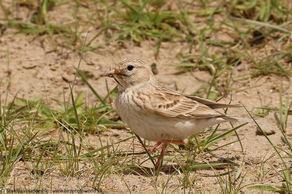 Asian Short-toed Lark - ML638219618