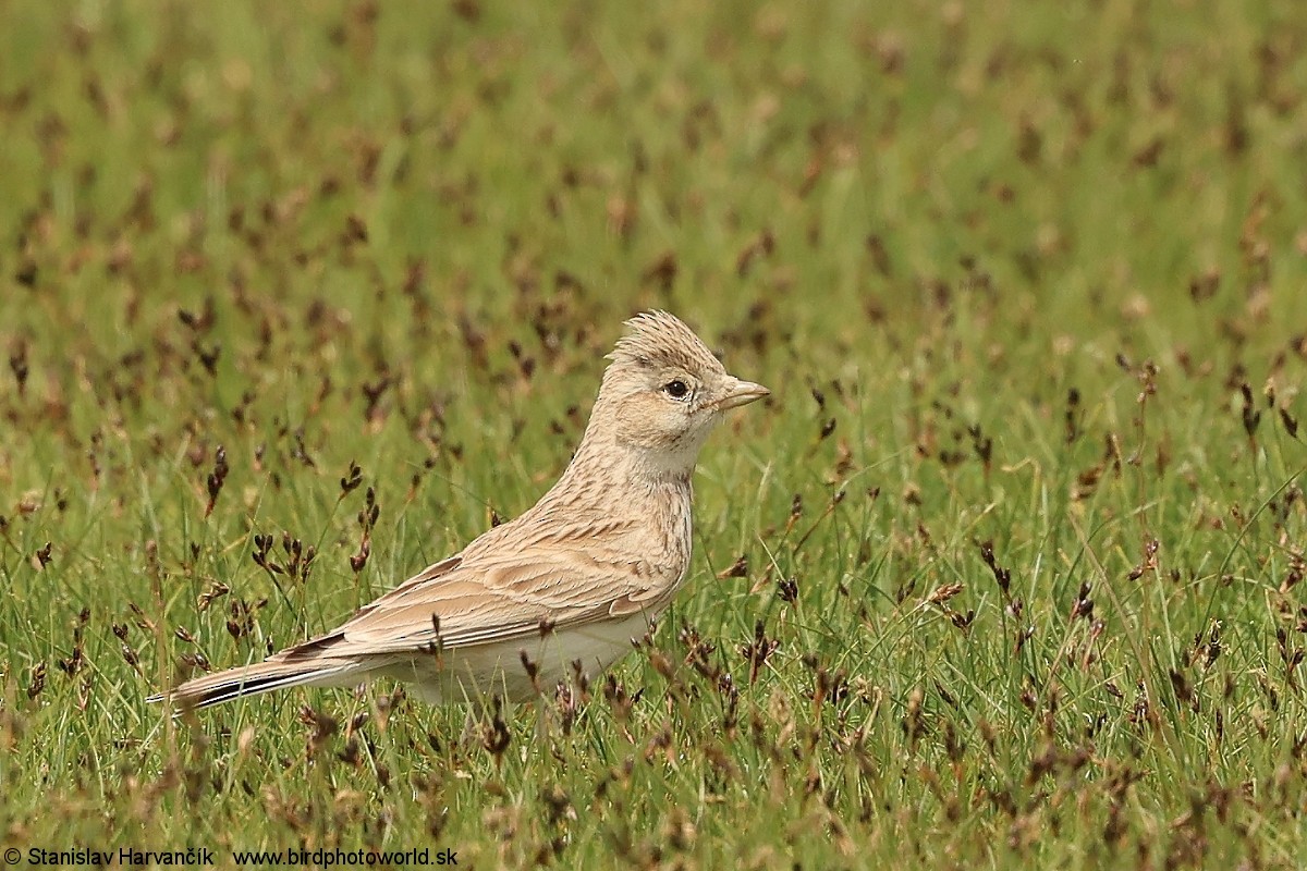 Asian Short-toed Lark - ML638219619