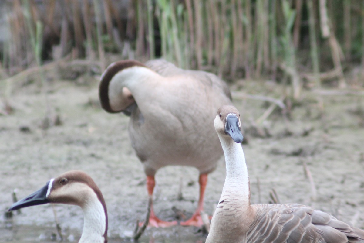 Swan Goose (Domestic type) - ML638219641
