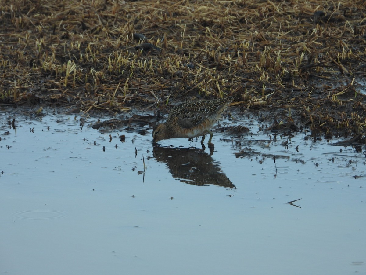 Long-billed Dowitcher - ML638219646