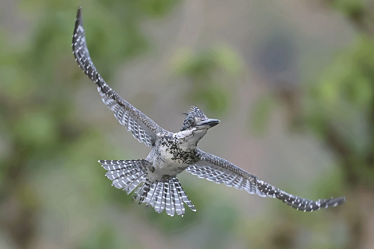 Crested Kingfisher - ML638219649
