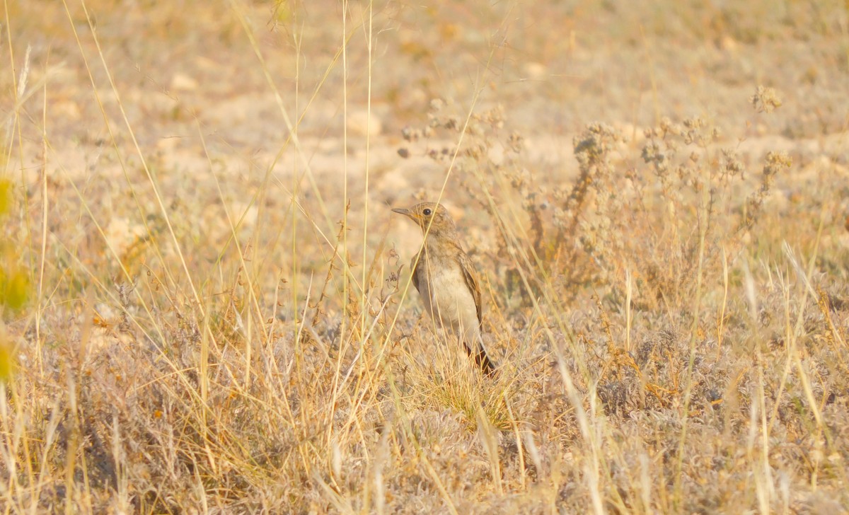 Western Black-eared Wheatear - ML638219671