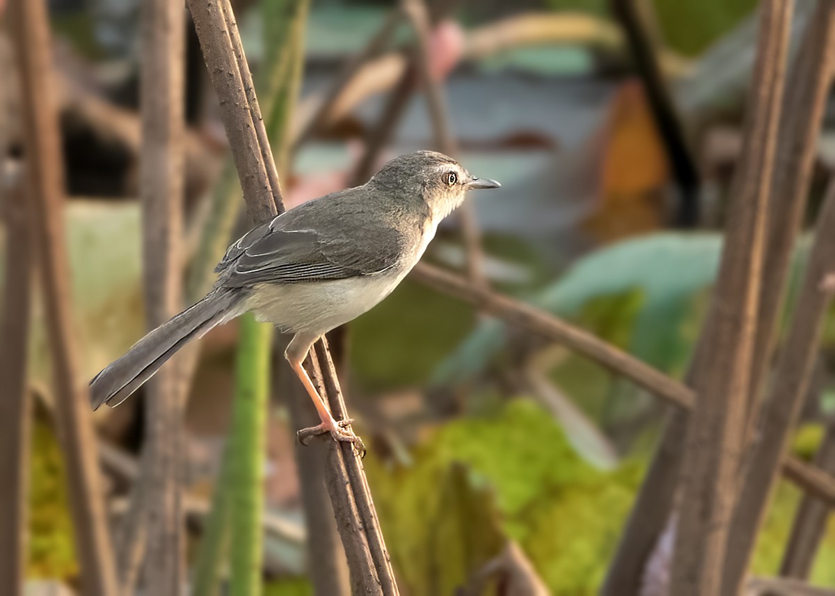 Plain Prinia - ML638219672