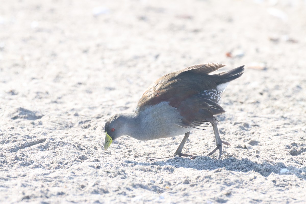 Spot-flanked Gallinule - ML638219676