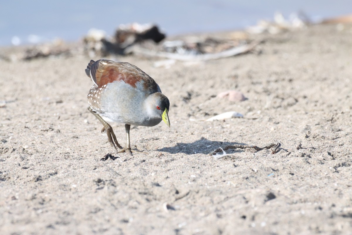 Spot-flanked Gallinule - ML638219677