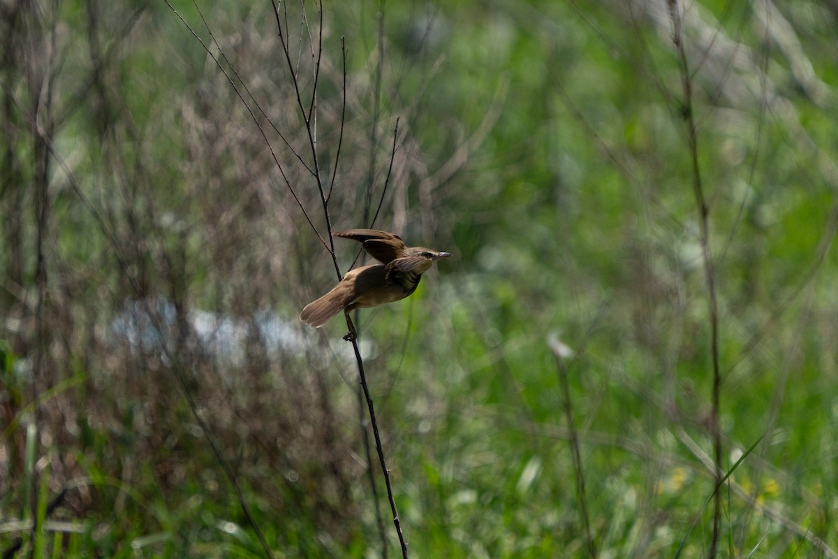 Great Reed Warbler - ML638219684