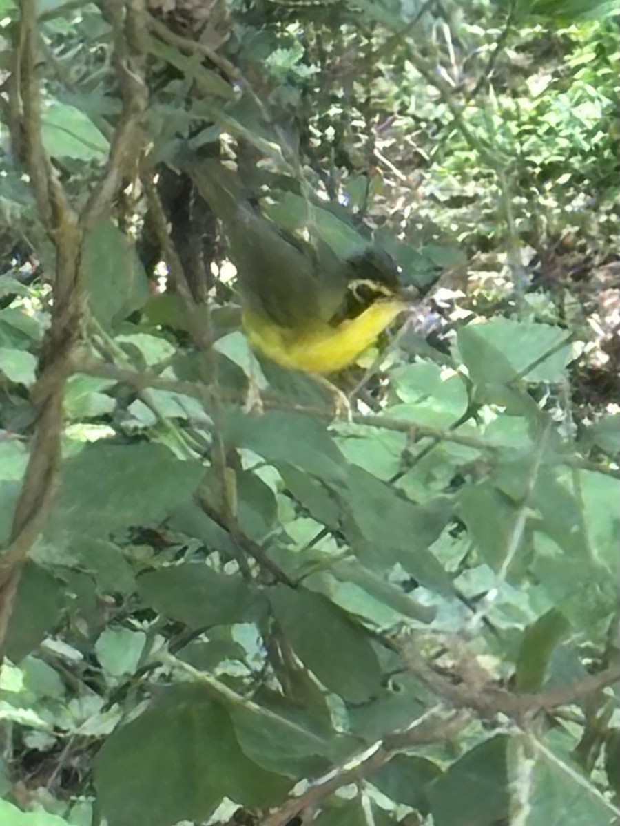 Kentucky Warbler - ML638219702