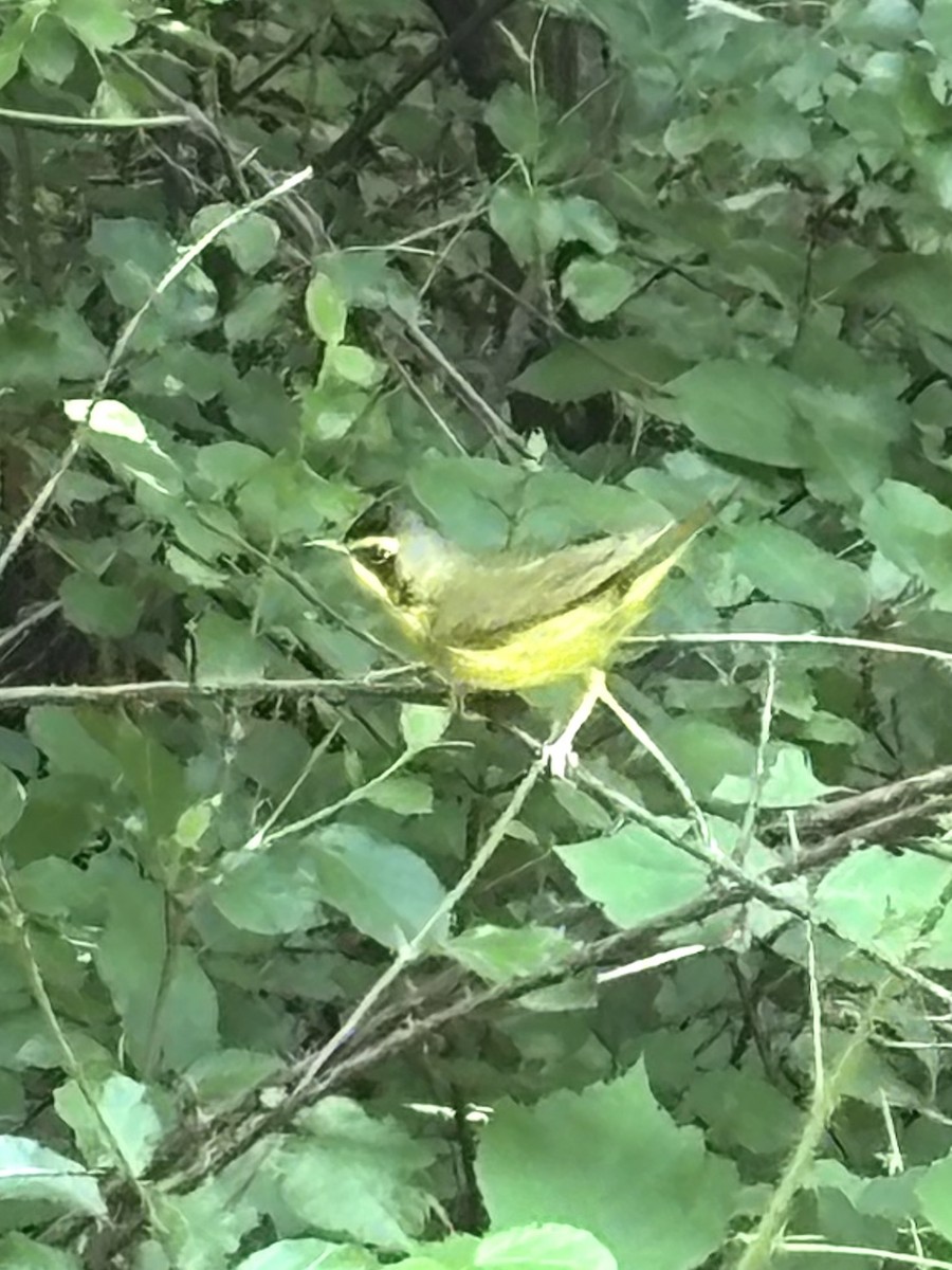 Kentucky Warbler - ML638219703