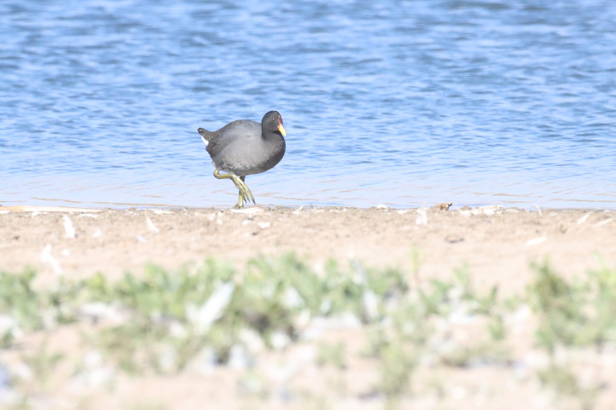 Red-fronted Coot - ML638219705