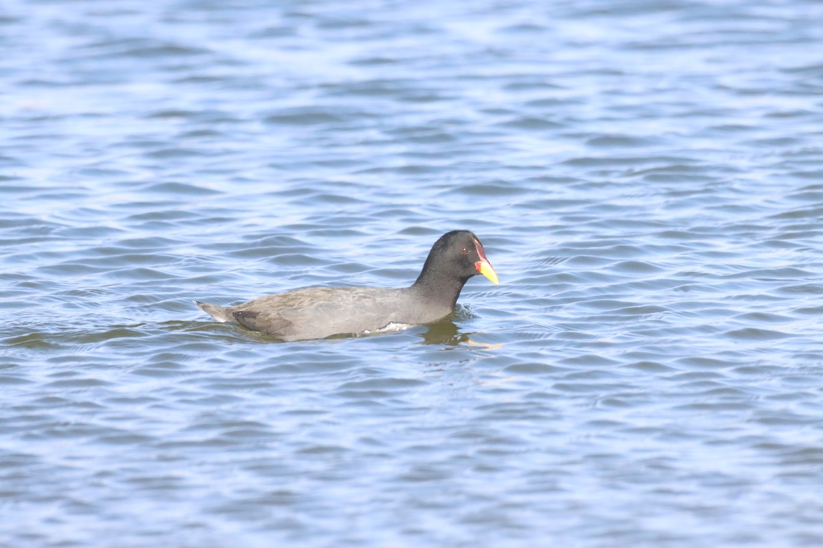 Red-fronted Coot - ML638219706