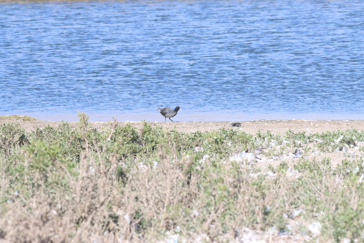 Red-fronted Coot - ML638219707