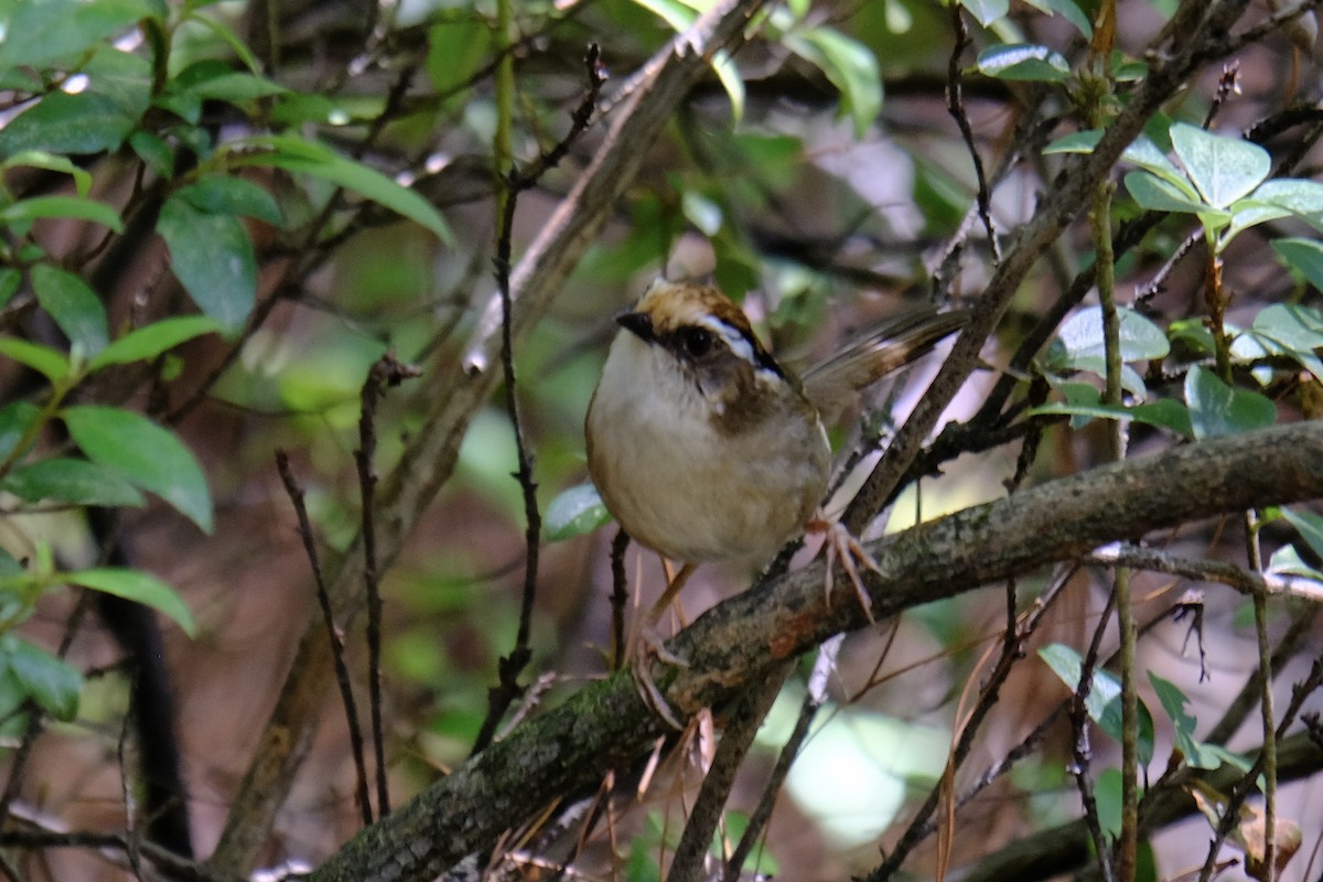 Rusty-capped Fulvetta - ML638219712