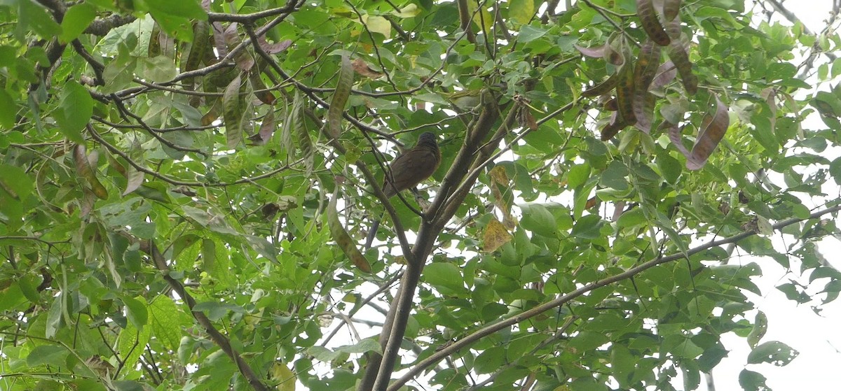Gray-capped Cuckoo - ML638219723