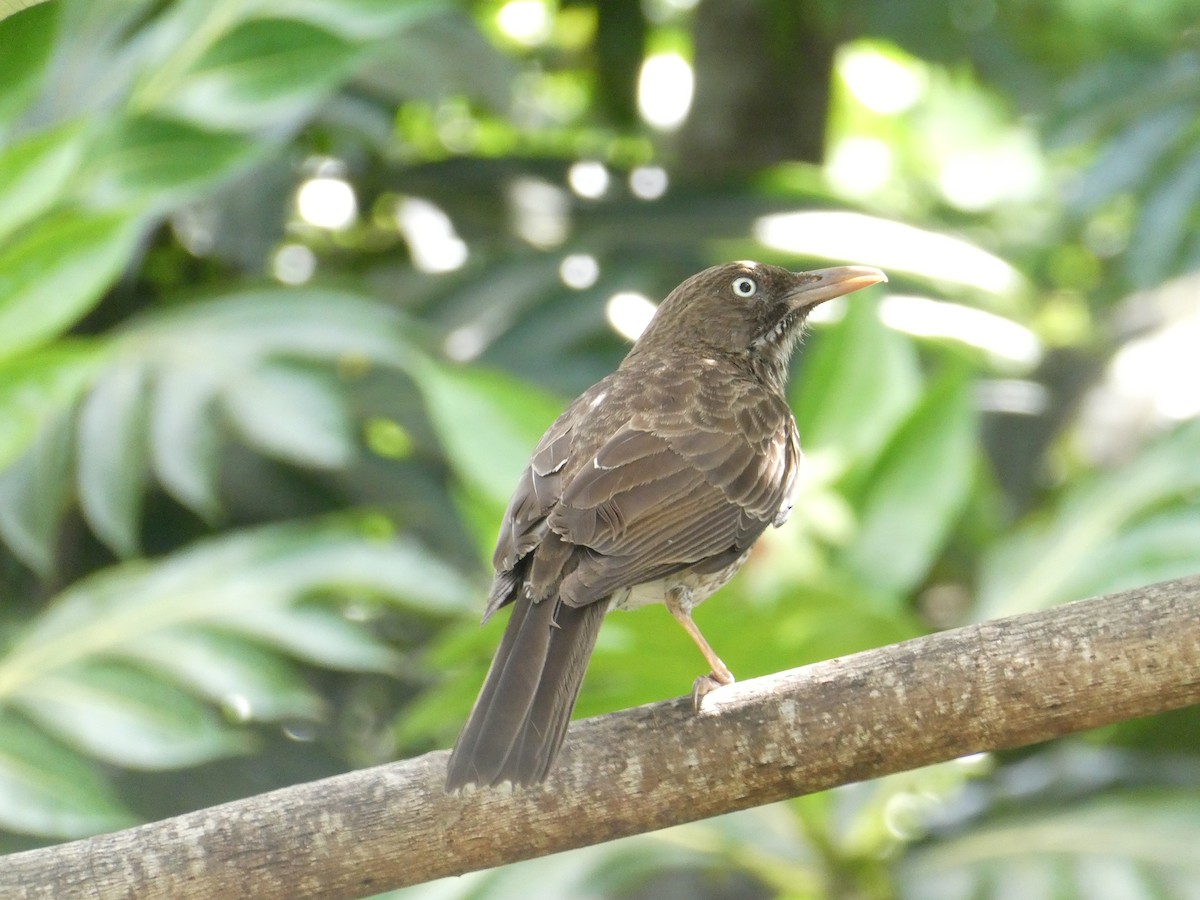 Pearly-eyed Thrasher - ML638219725