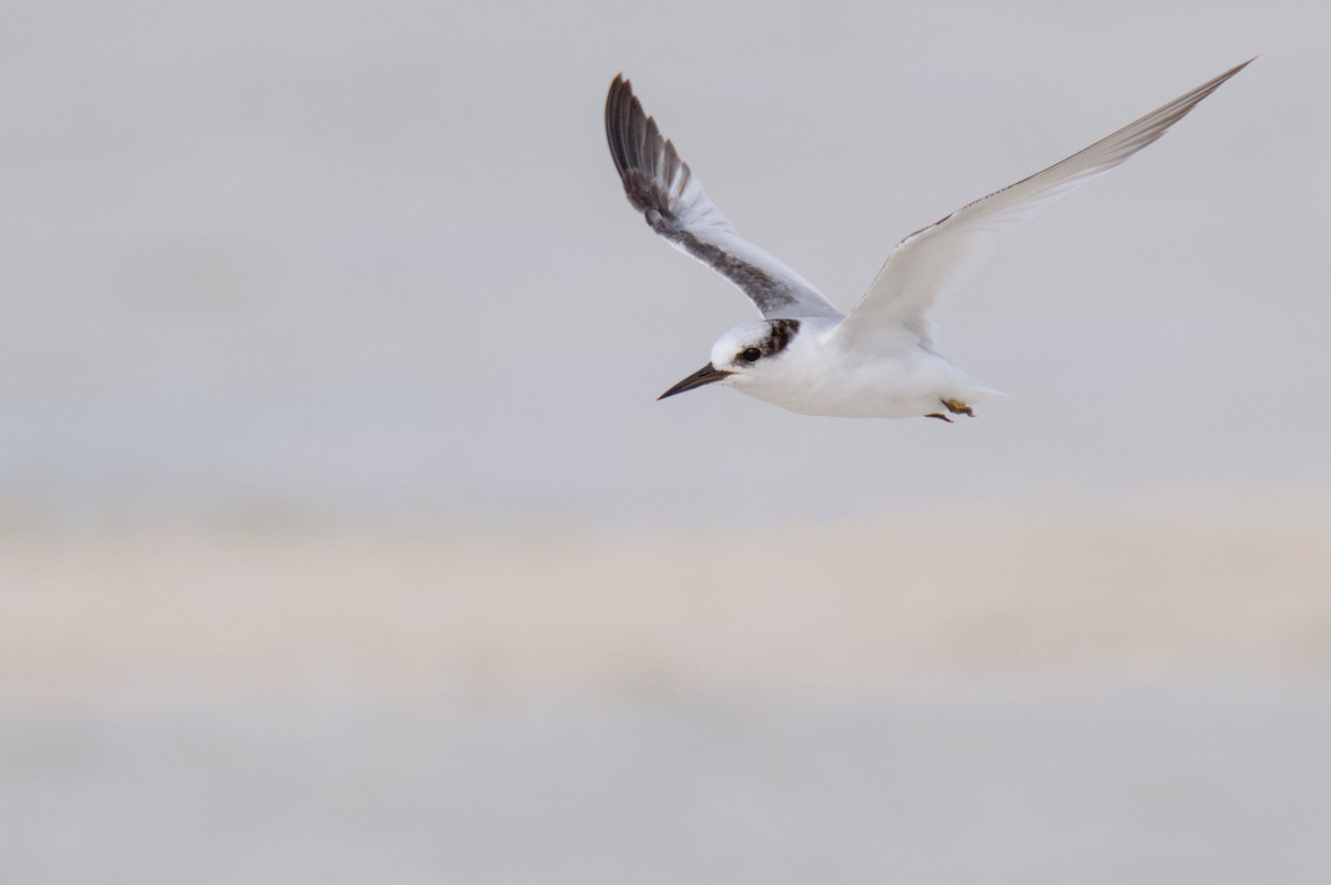 Saunders's Tern - ML638219727