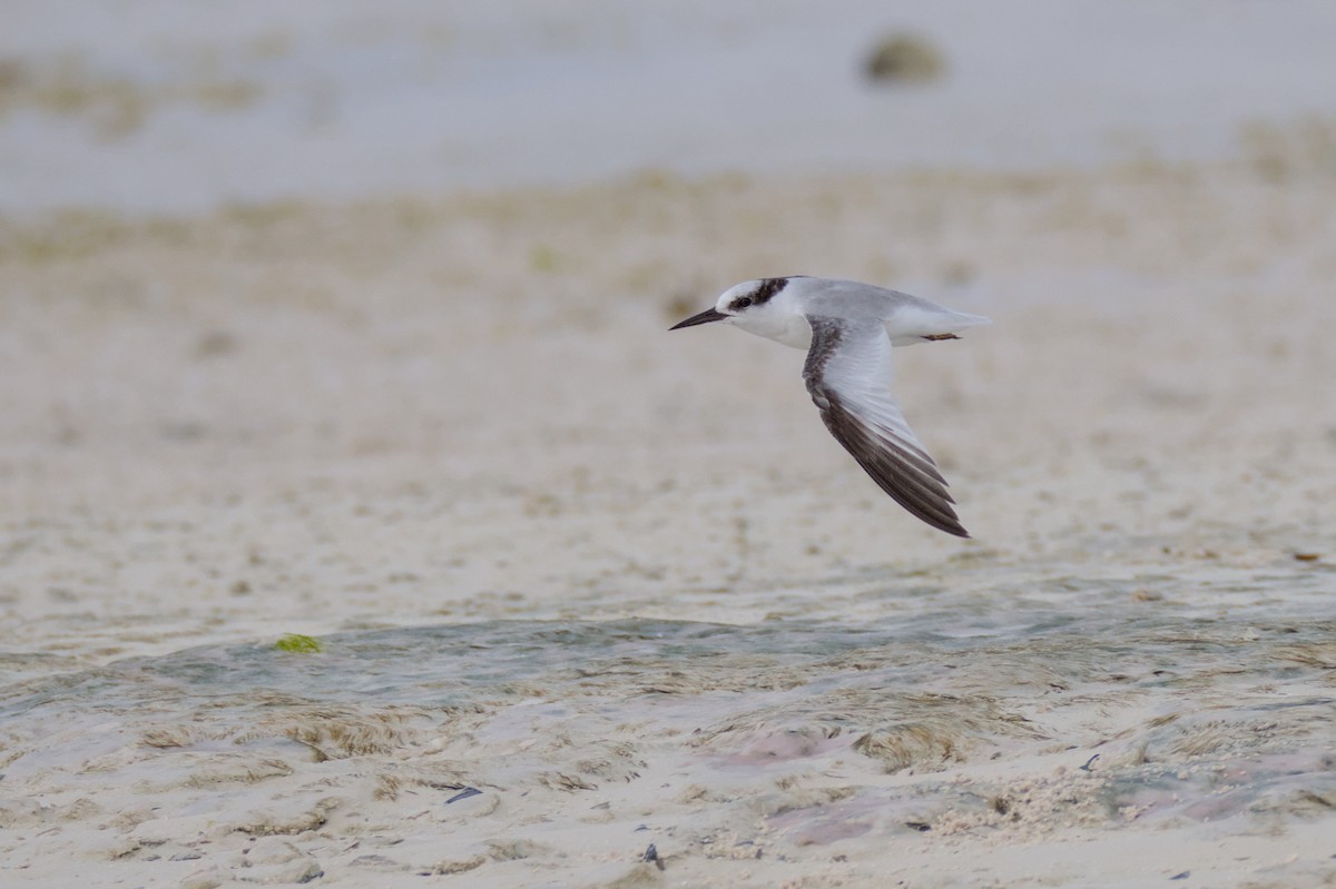 Saunders's Tern - ML638219729