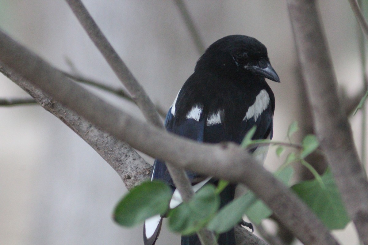 Oriental Magpie - ML638219738