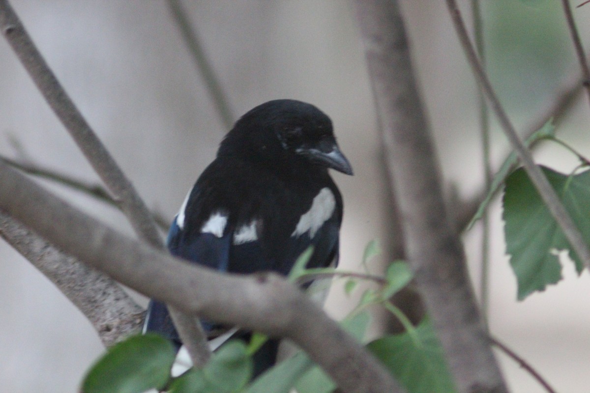 Oriental Magpie - ML638219740