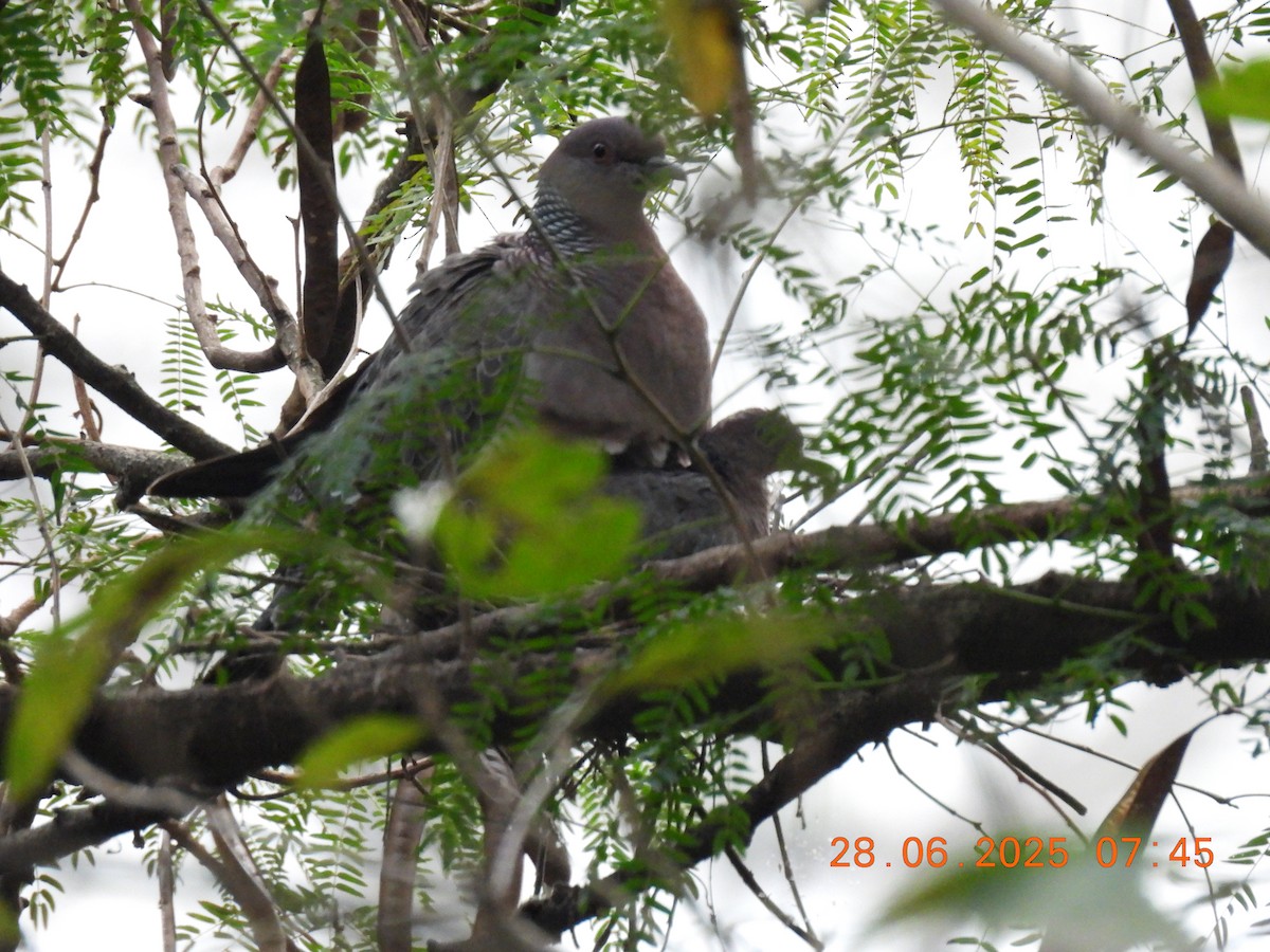 Picazuro Pigeon - ML638219757