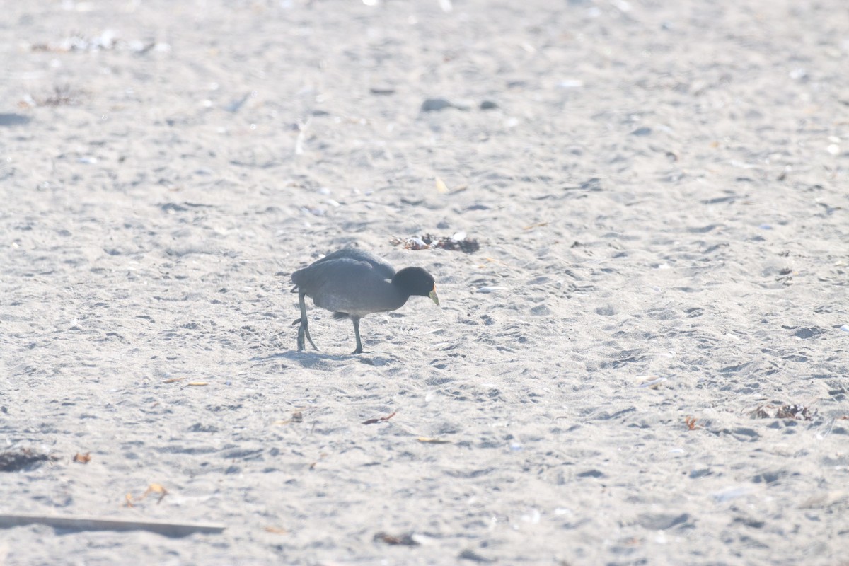 White-winged Coot - ML638219759