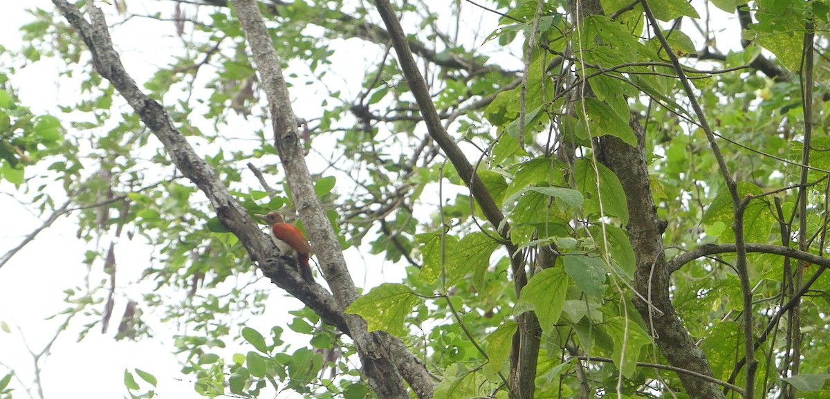Scarlet-backed Woodpecker - ML638219765