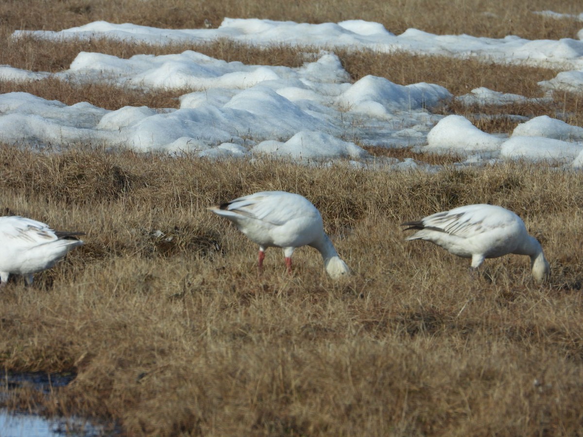 Snow Goose - ML638219768