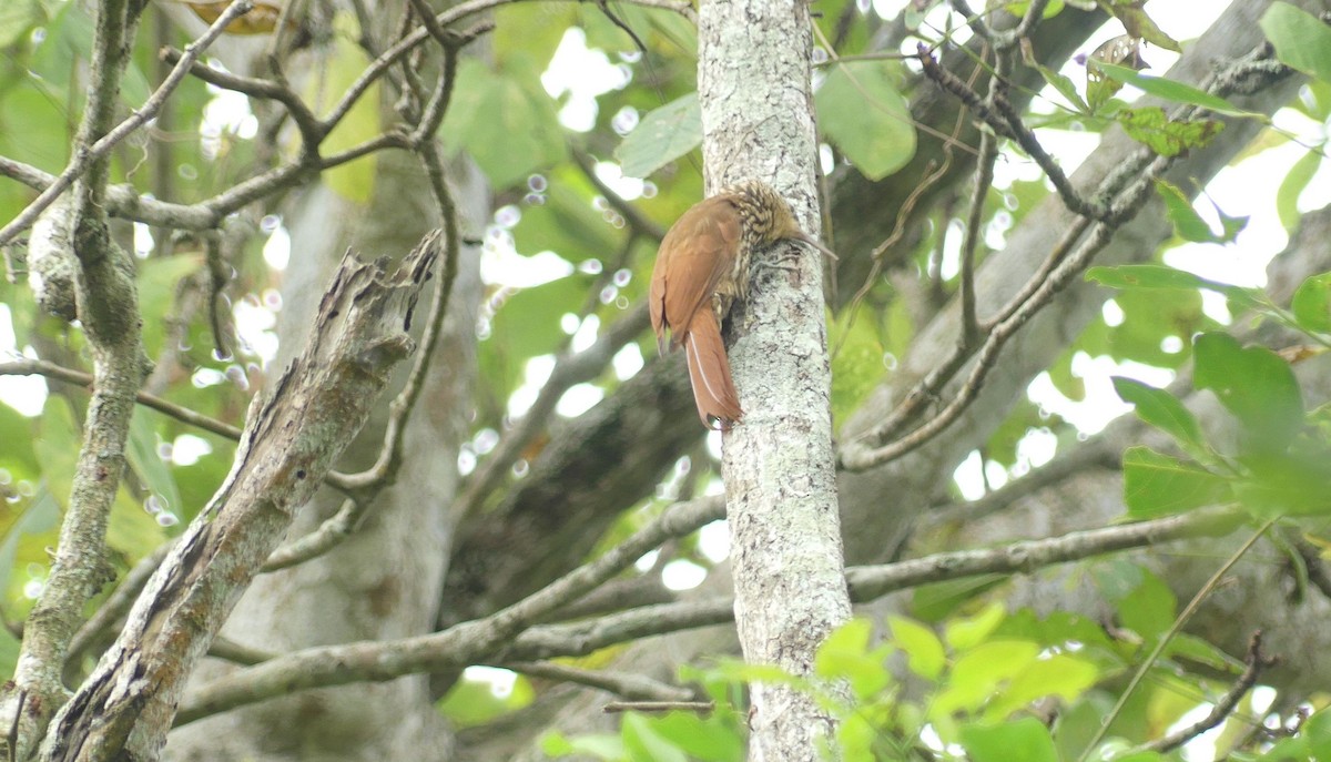 Streak-headed Woodcreeper - ML638219782