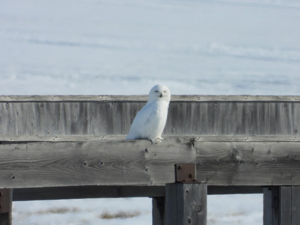 Snowy Owl - ML638219784