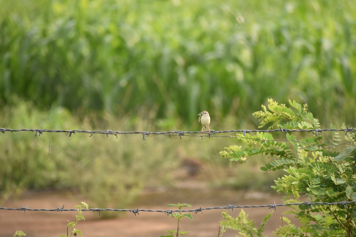 Plain Prinia - ML638219794