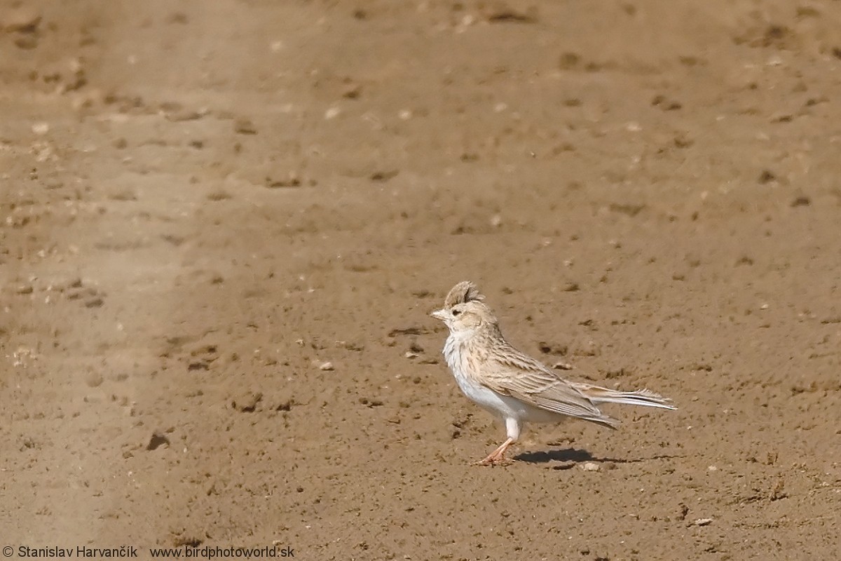 Asian Short-toed Lark - ML638219801