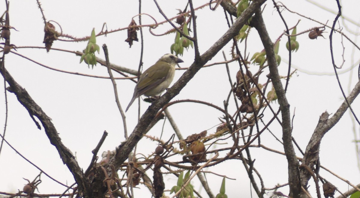 Streaked Saltator - ML638219802
