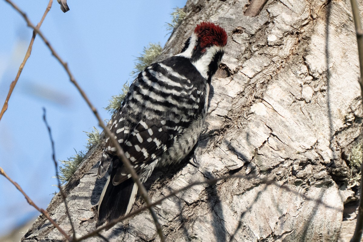 Nuttall's Woodpecker - ML638219809