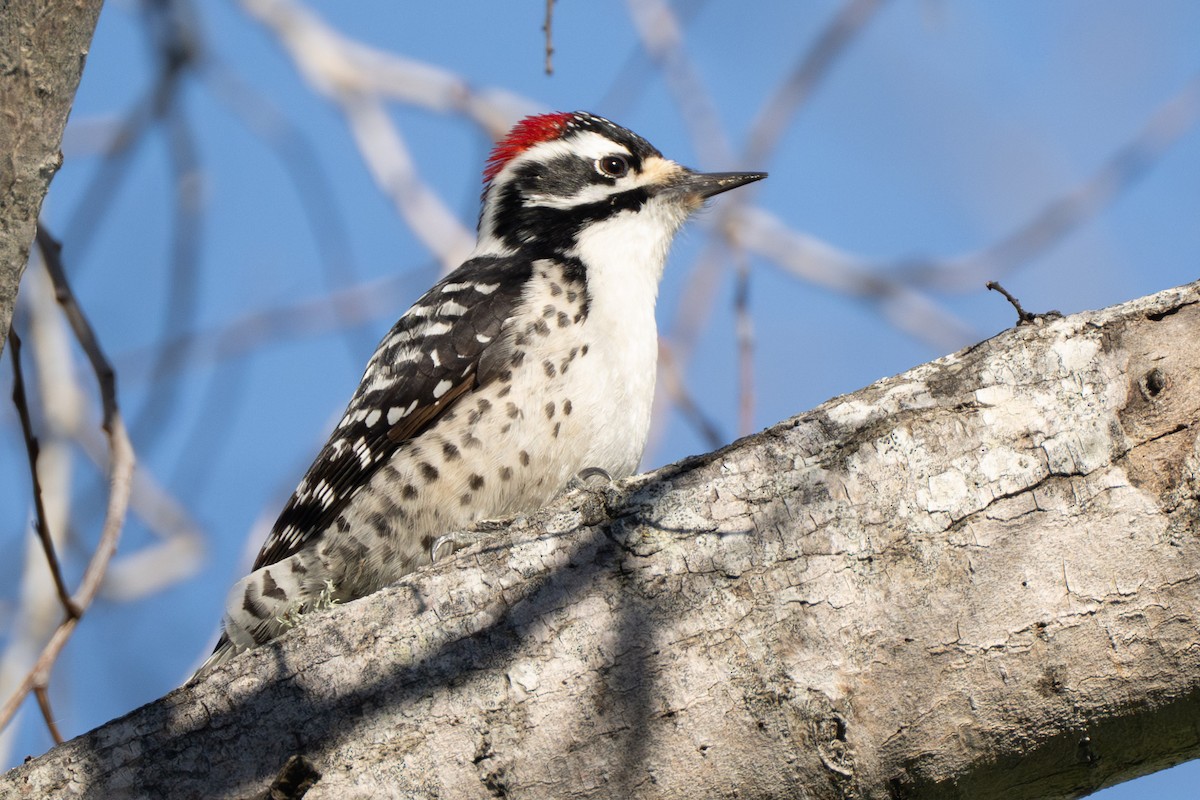 Nuttall's Woodpecker - ML638219810