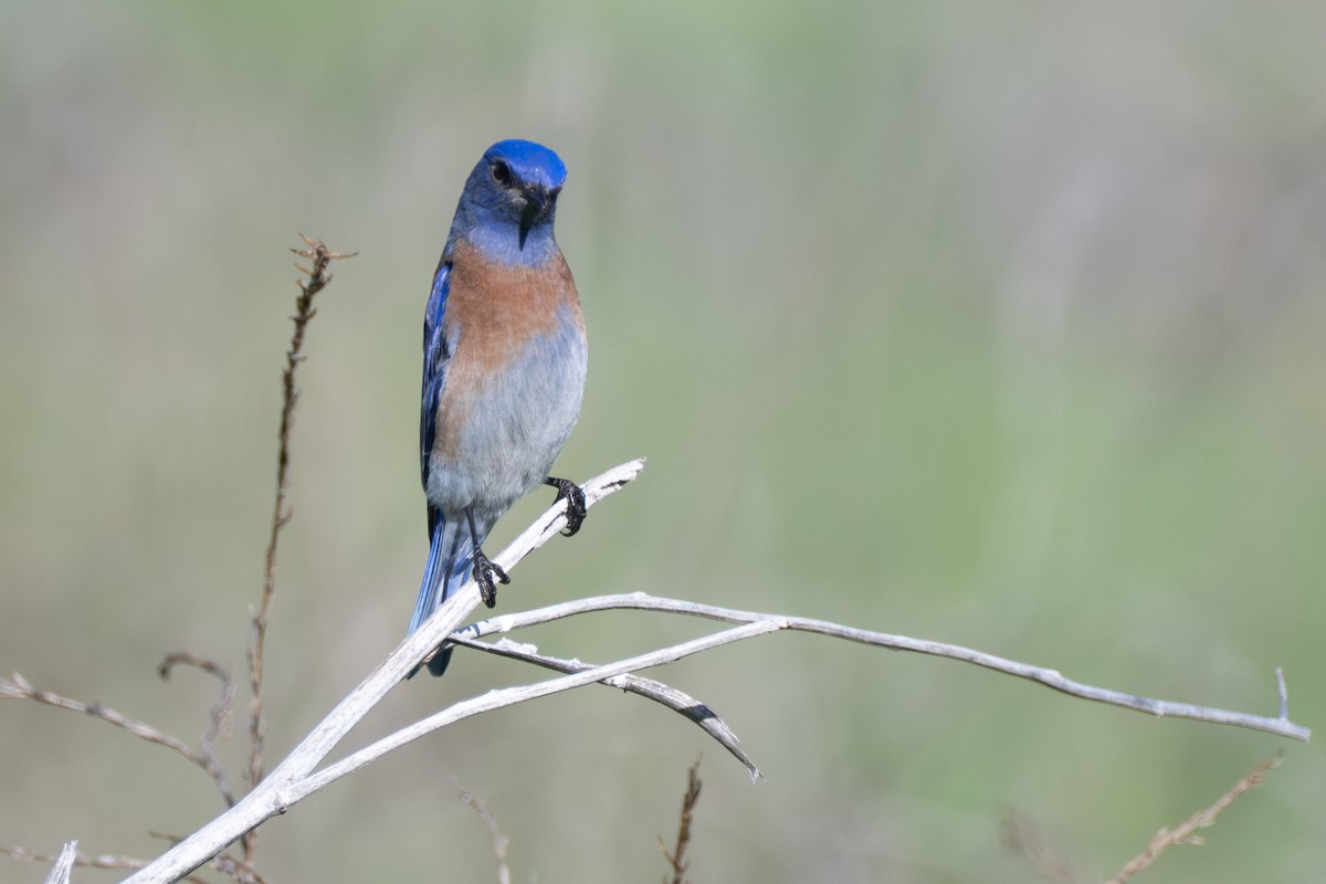 Western Bluebird - ML638219817
