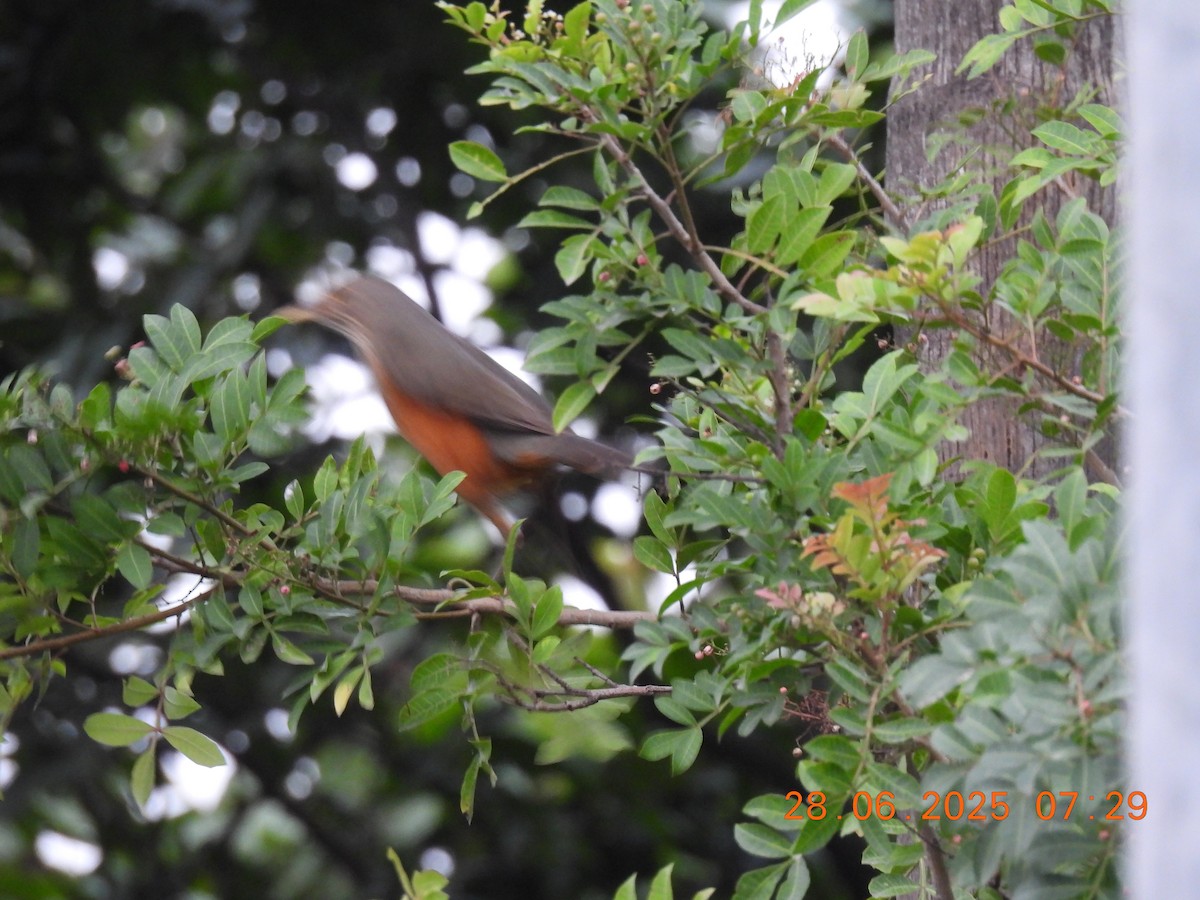 Rufous-bellied Thrush - ML638219819