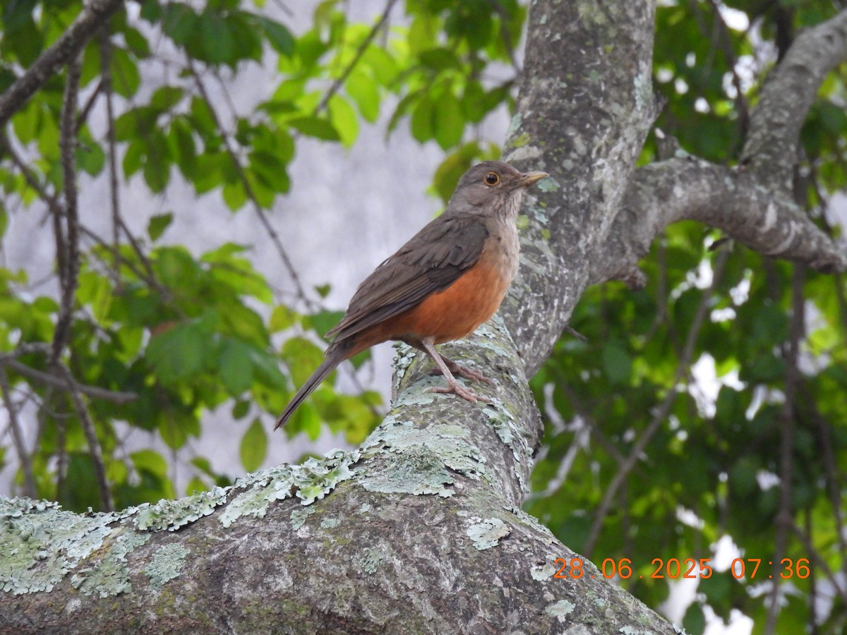 Rufous-bellied Thrush - ML638219824