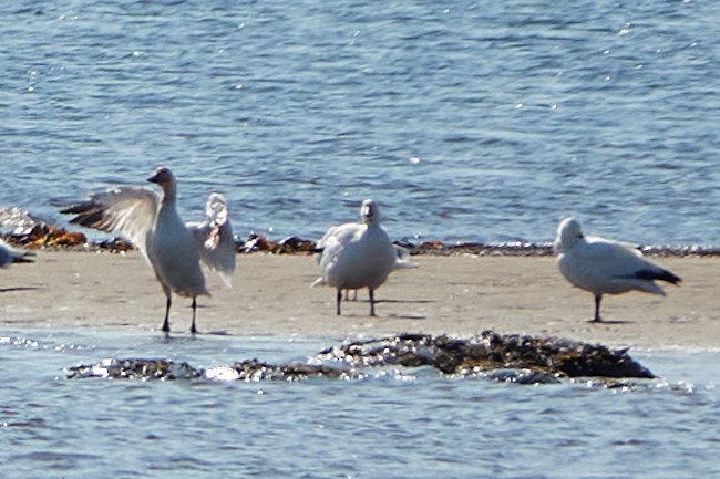 Snow Goose - ML638219827
