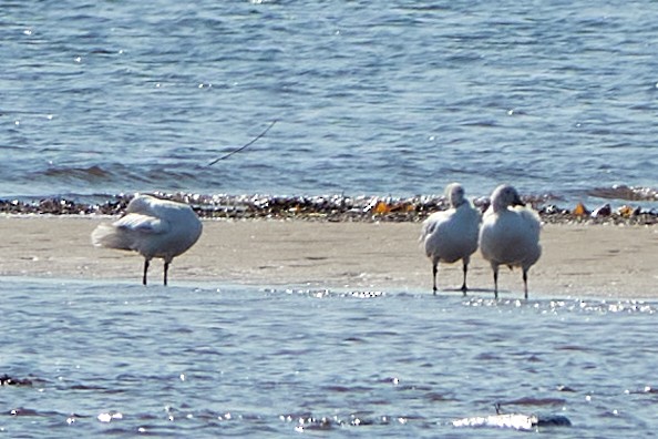 Snow Goose - ML638219828