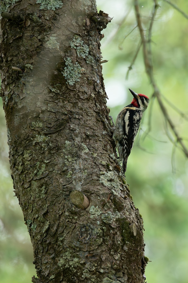 Yellow-bellied Sapsucker - ML638219839