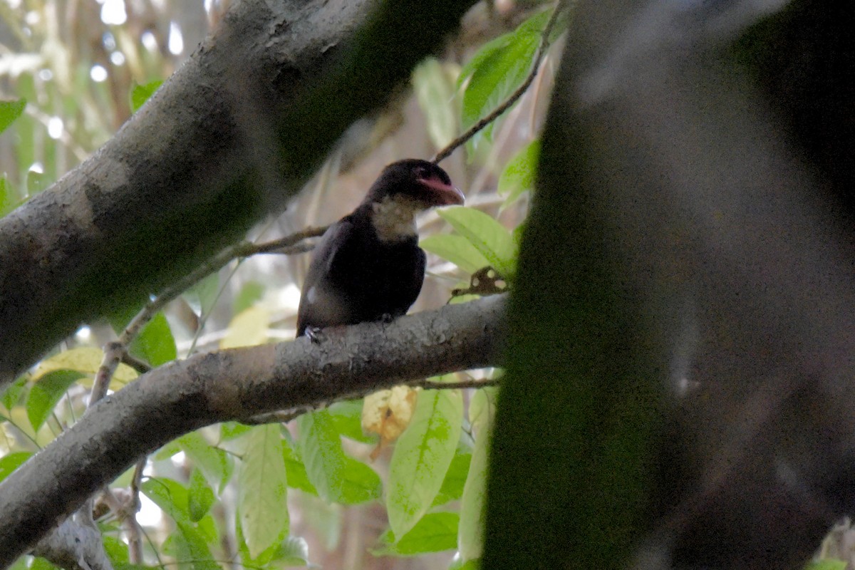Dusky Broadbill - ML638219840